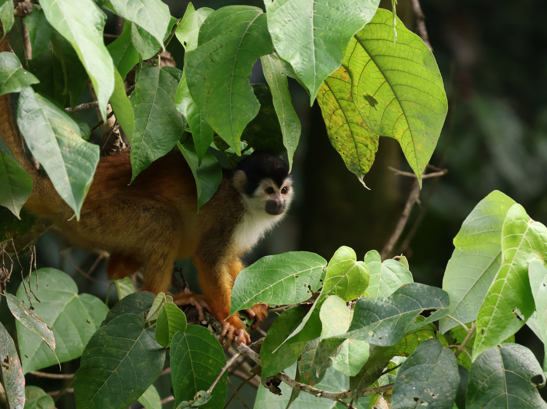 Surcos Tours-希门尼斯港必去景点