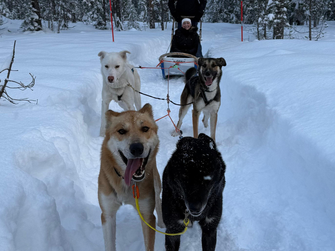 Trysil Husky-Torberget必去景点