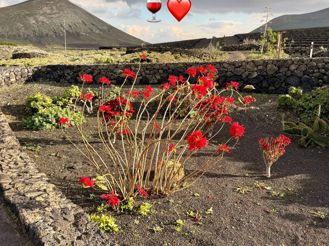 Wine Tours Lanzarote-卡门港必去景点
