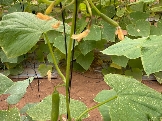 The Salad Trail-Talmei Yosef必去景点