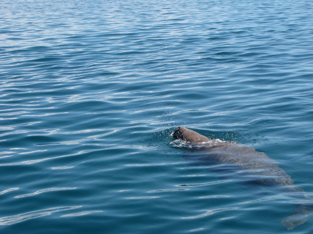 Odyssea Dive-Vilanculos必去景点