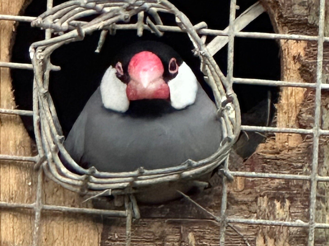 Parotte Ville Bird Sanctuary-圣马丁岛必去景点