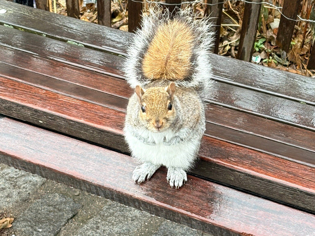 Dumbo Manhattan Bridge View-布鲁克林必去景点