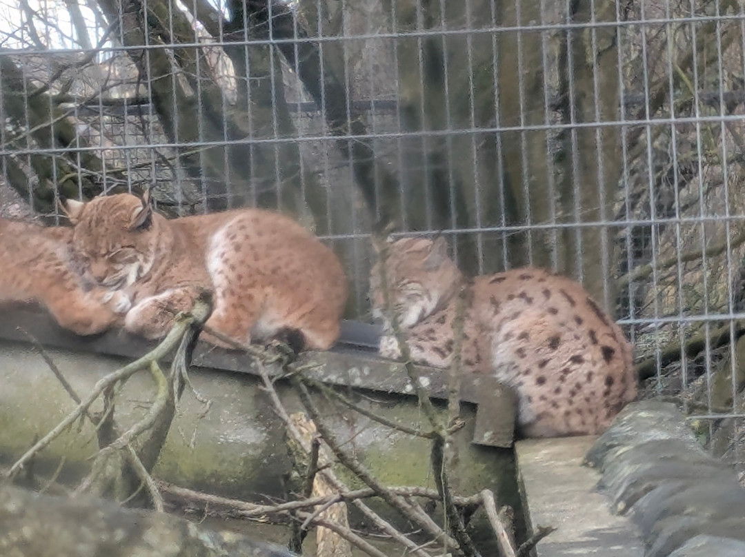 Newquay Zoo-纽奎必去景点