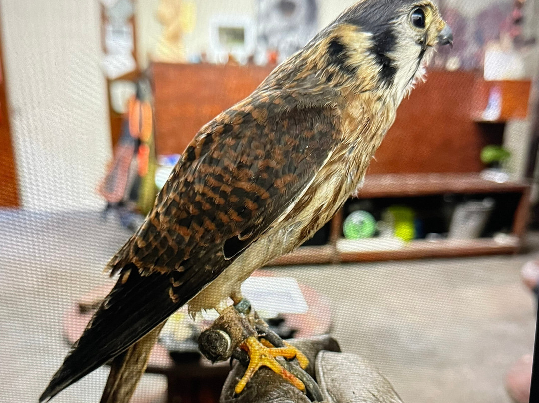 Riverside Falconry-纽卡斯尔必去景点