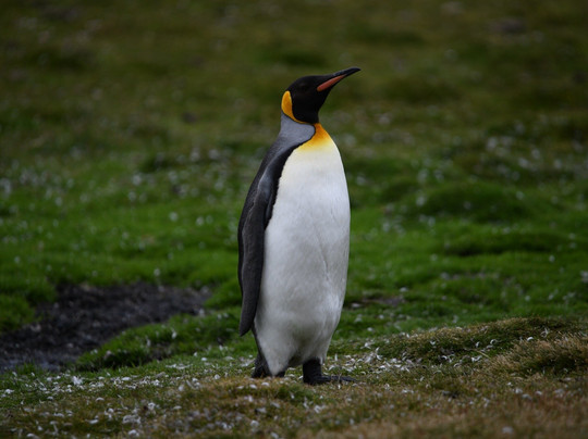 Kidney Cove Tours-Stanley必去景点