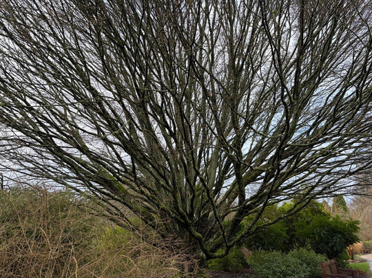 Sir Harold Hillier Gardens-罗姆西必去景点
