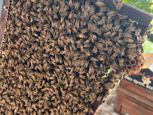 富国岛蜜蜂农场-富国岛必去景点