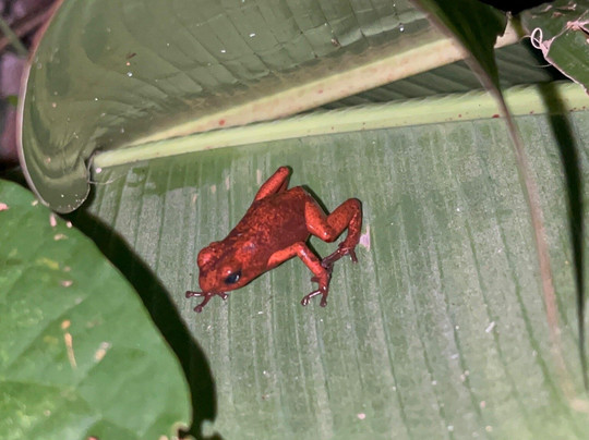 Abel Bustamante - Tour Guide-Manzanillo必去景点