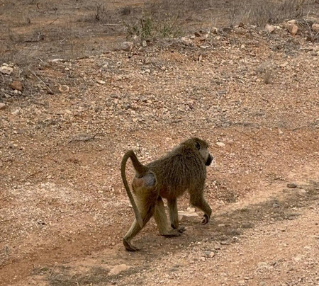 Abdull Safari Kenya-瓦塔木必去景点