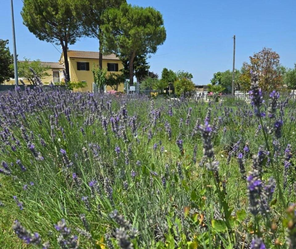 Casale