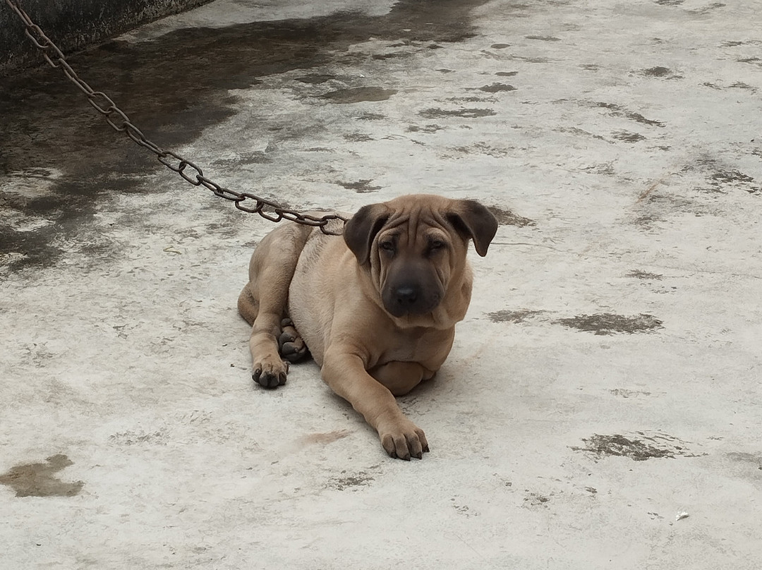 河南孟清豪华酒店主图