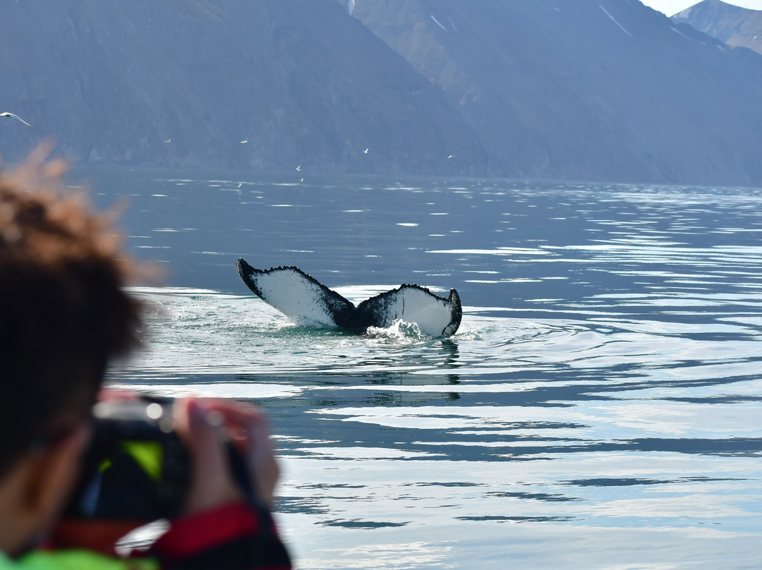 Gentle Giants Whale Watching-胡萨维克必去景点