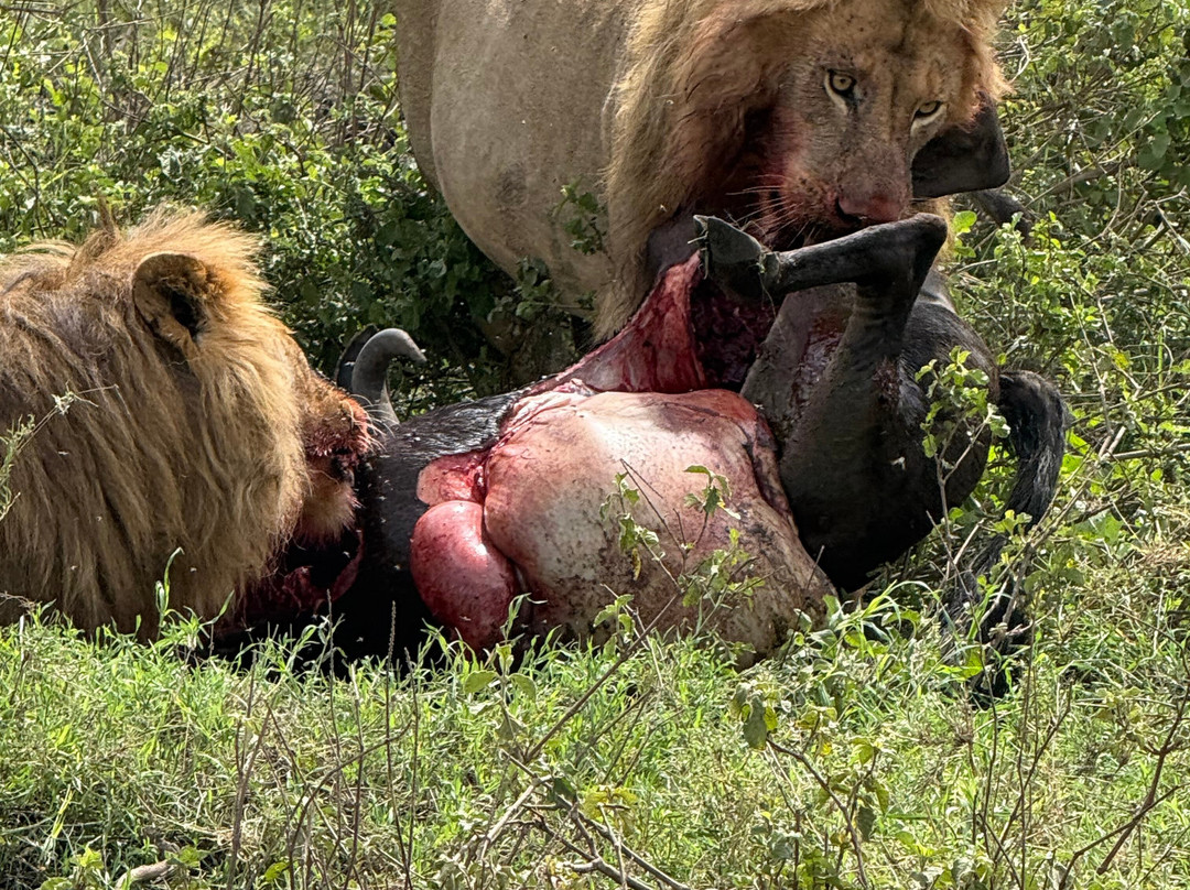 Africa Magic Holidays & Tours-阿鲁沙必去景点