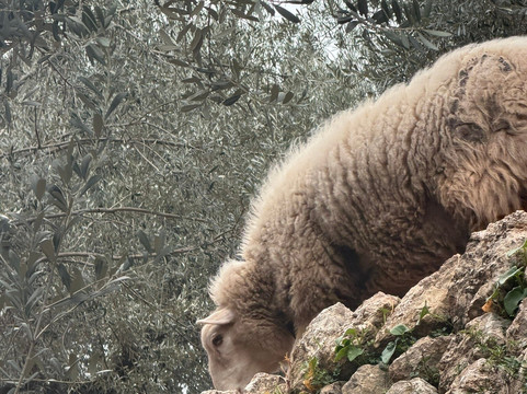 Es Seregalls-Fornalutx必去景点