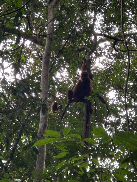 武吉拉旺因陀罗谷酒店-官方