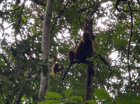 武吉拉旺因陀罗谷酒店主图