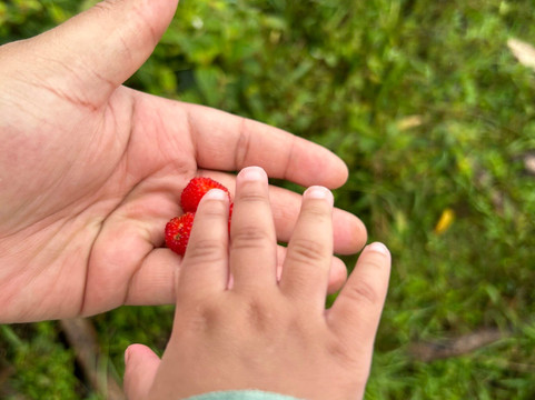 Ohana Ranch-山景城必去景点