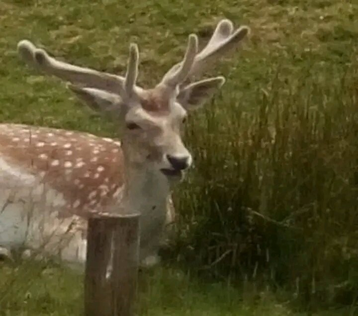 Knole Park-Sevenoaks必去景点