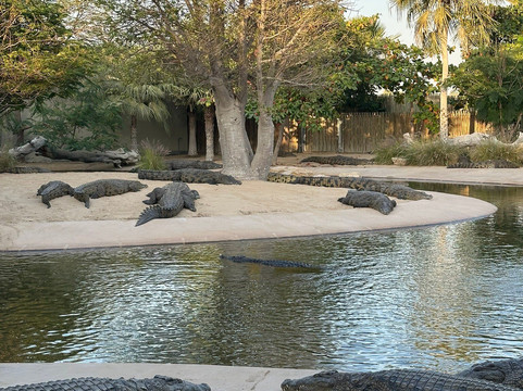 Dubai Crocodile Park-迪拜必去景点