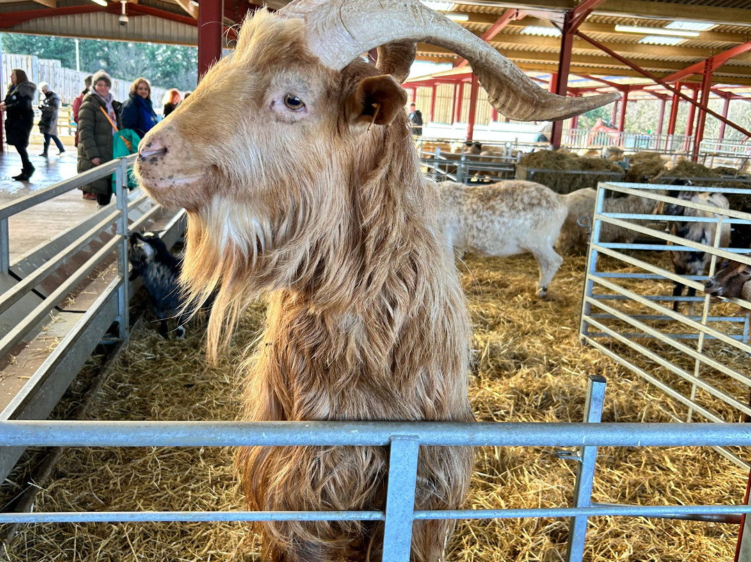 Dalscone Farm Fun-邓弗里斯必去景点