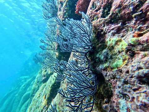 The Cortez Club-拉巴斯必去景点