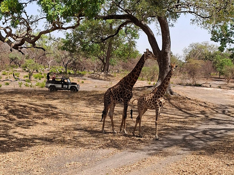Gambia and Senegal tours with Ebrima-Tanji必去景点