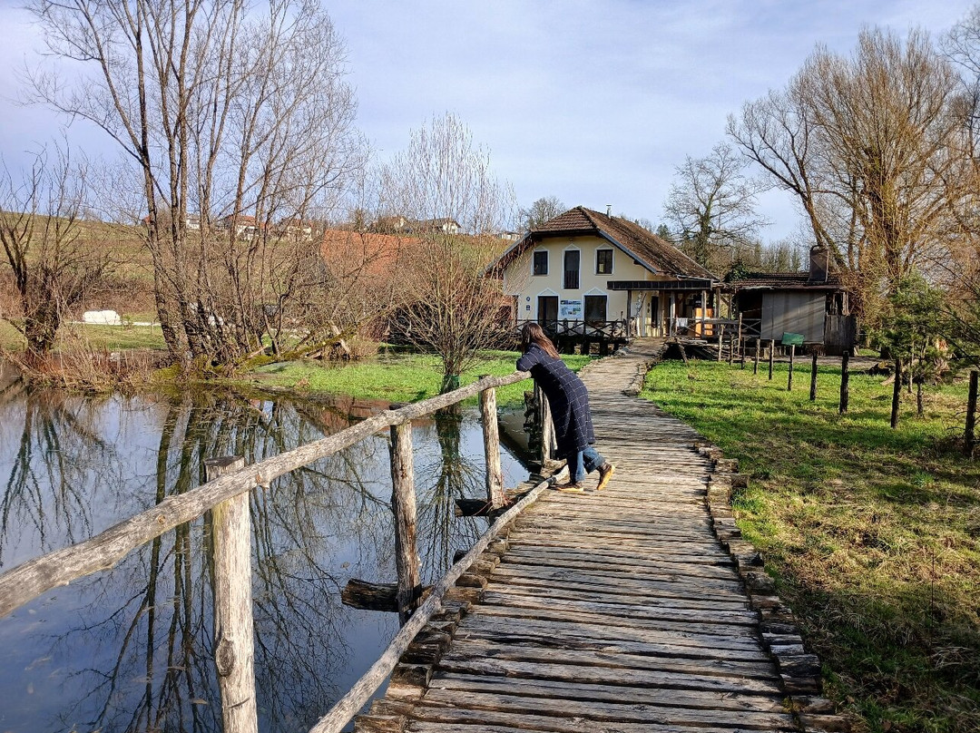 Proteus anguinus parkelj (Crni moceril)