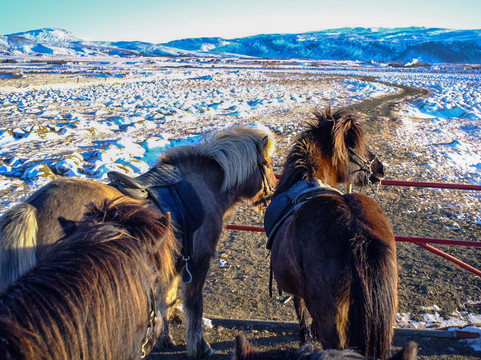 Eldhestar Volcano Horses-Olfus必去景点