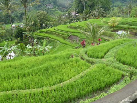Jatiluwih Bali-Jatiluwih必去景点