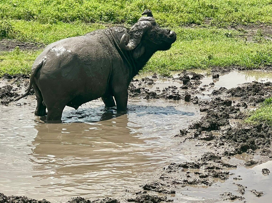 Leopard Tours Limited-阿鲁沙必去景点