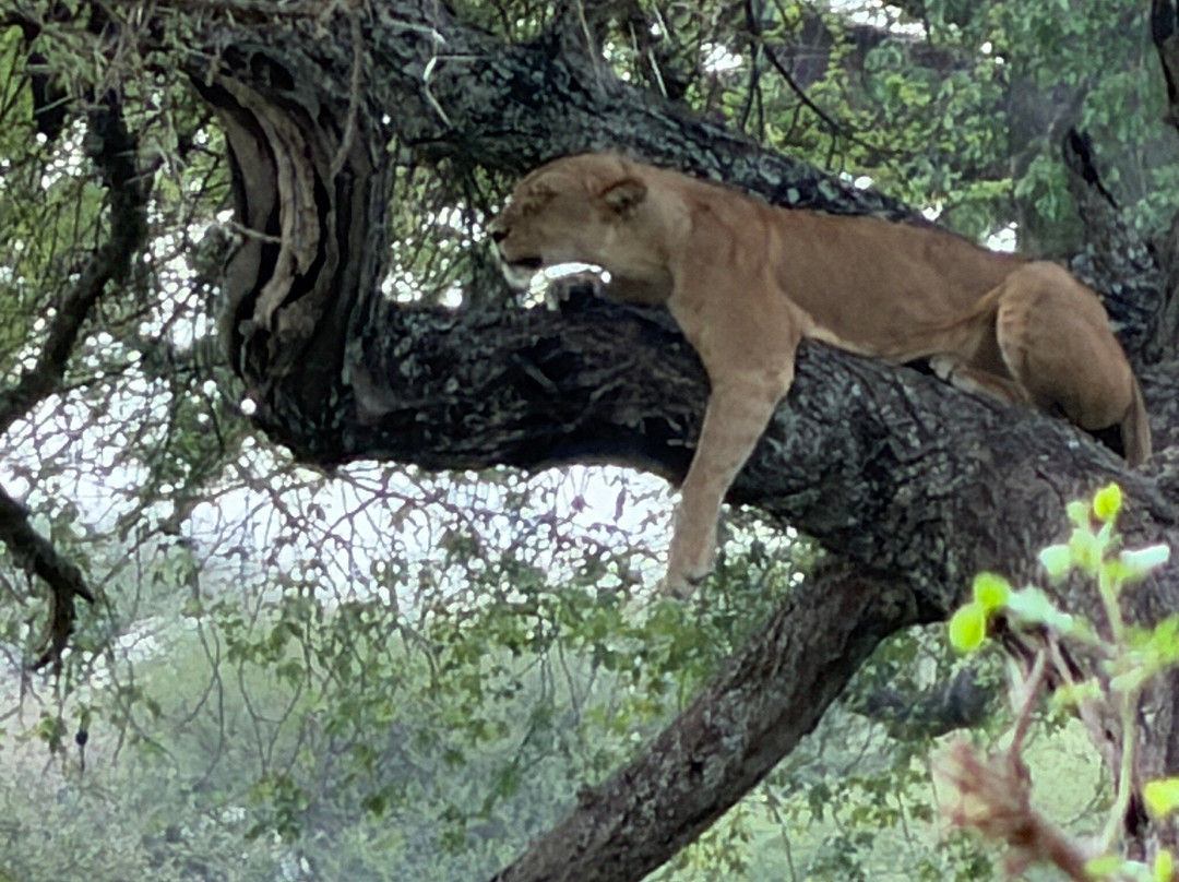 Safari Avventura-阿鲁沙必去景点