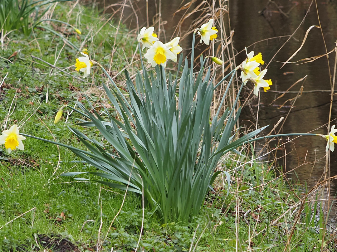Gooderstone Water Gardens & Nature Trails-金斯林必去景点