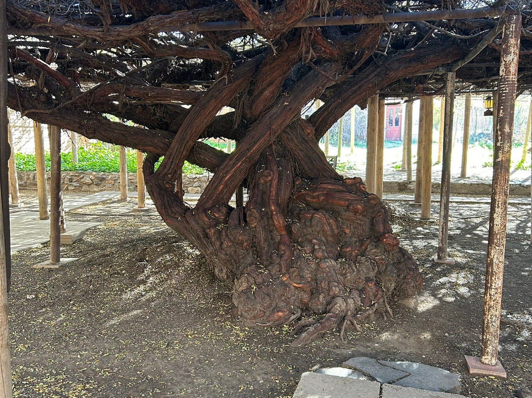 Rose Tree Museum-墓碑镇必去景点