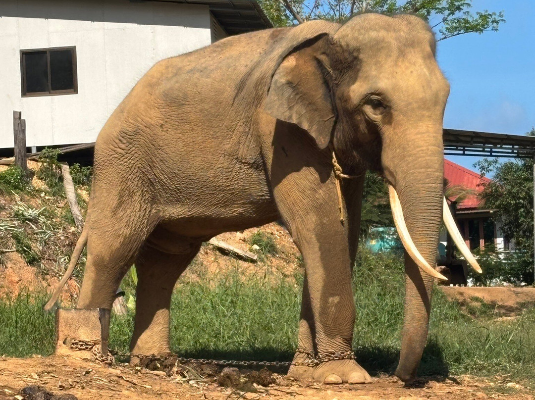 Ban Chang Thai - Elephant Camp-象岛必去景点