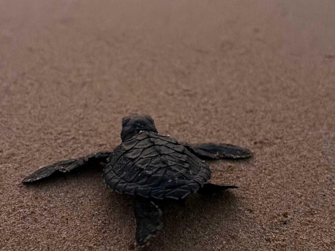 Galbokka Sea Turtle Hatchery-科斯戈德必去景点