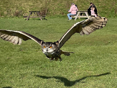 The Scottish Deer Centre-库珀必去景点
