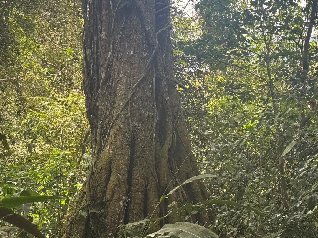 Square Trees Nature Trail Arboles Cuadrados-安东谷必去景点
