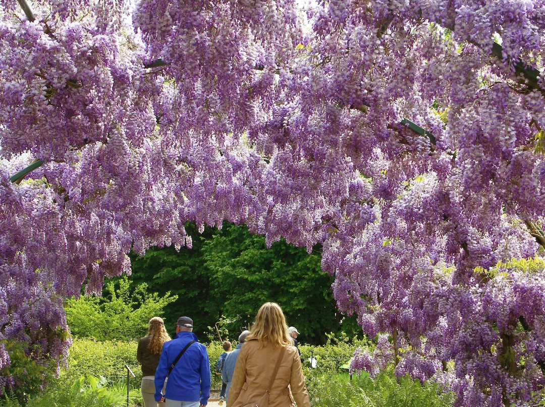 Utrecht University Botanic Gardens-乌特勒支必去景点