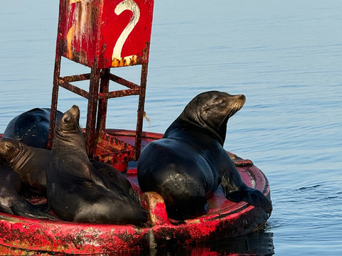 Magdalena Bay Whales-Puerto San Carlos必去景点
