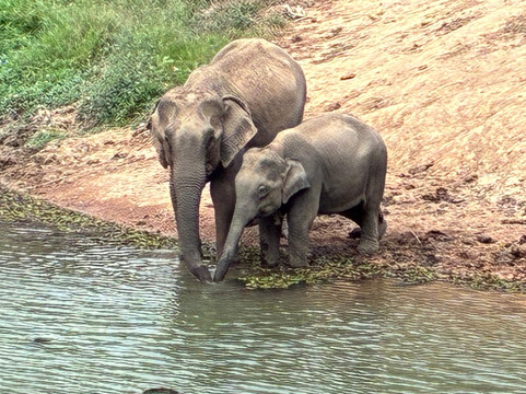 Elephant Conservation Center-Sayaboury必去景点
