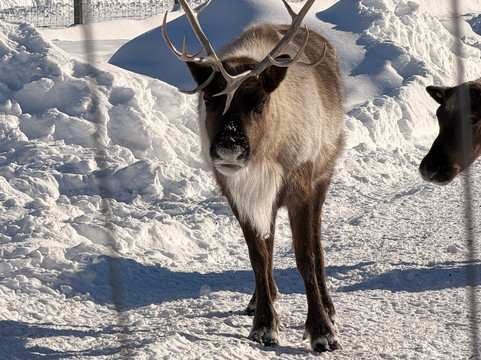 Large Animal Research Station-费尔班克斯必去景点