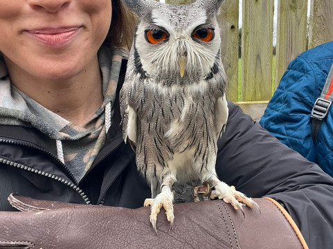 Hawkeye School of Falconry-基尔肯尼必去景点