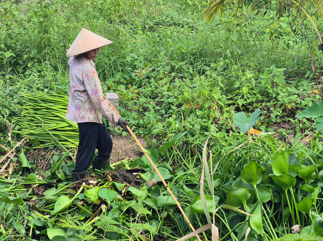 Mango Cruises-胡志明市必去景点