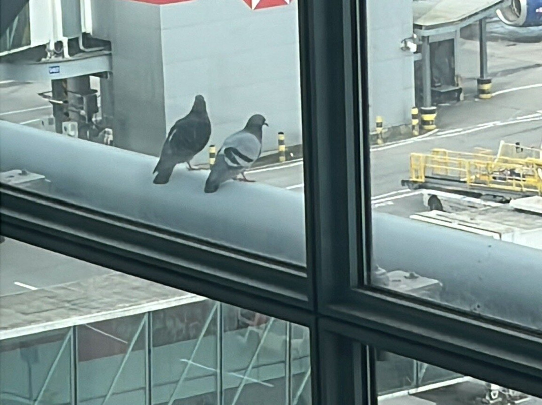 British Airways Galleries North Lounge-豪恩斯洛必去景点