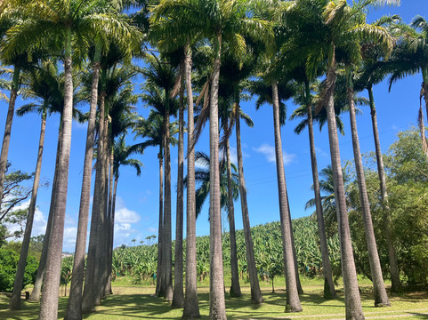 Habitation Clement-Le Francois必去景点