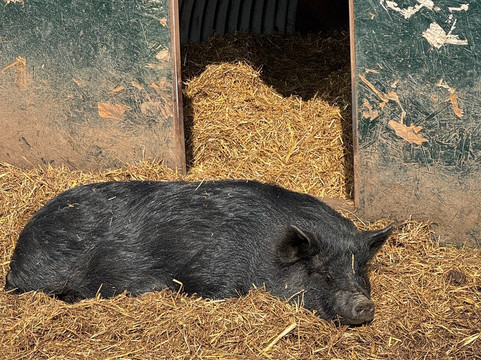 Lucky Tails Alpaca Farm-Atherstone必去景点