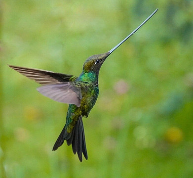 Birds of Peru Tours-马尔多纳多港必去景点