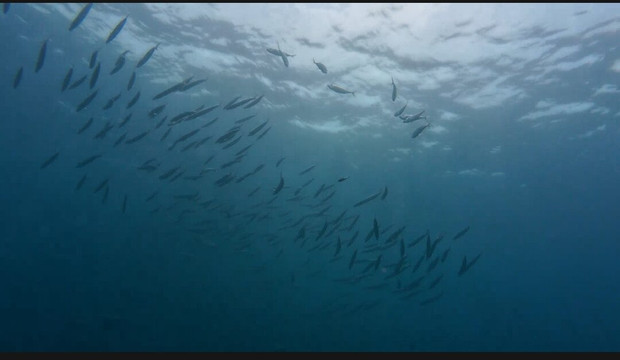 Nico Dives Cool - Day Tours-沙努尔必去景点