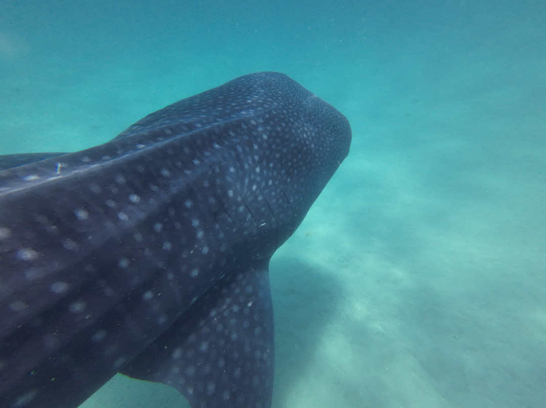 Mafia Island Dream Adventures-Kilindoni必去景点